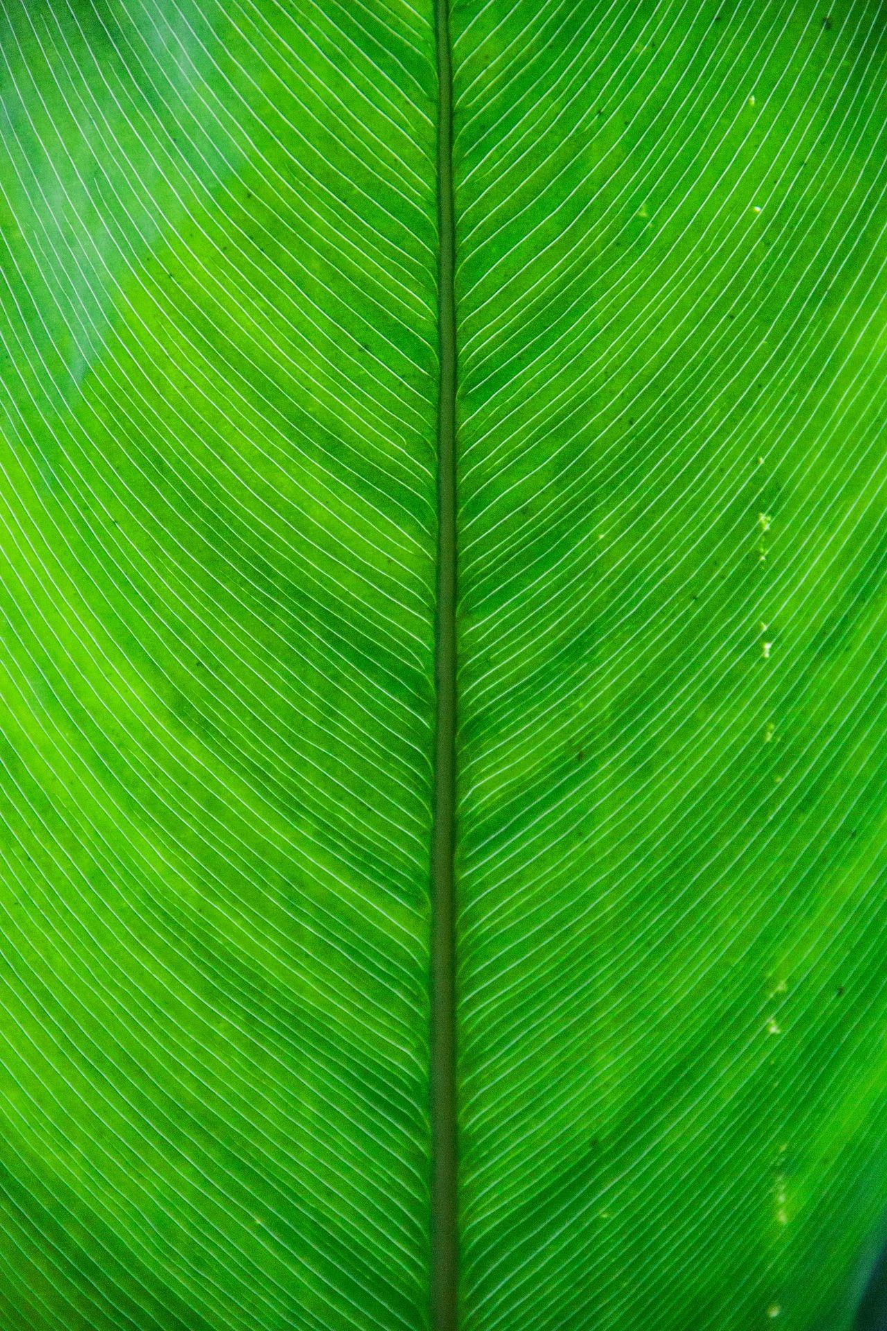 green leaf