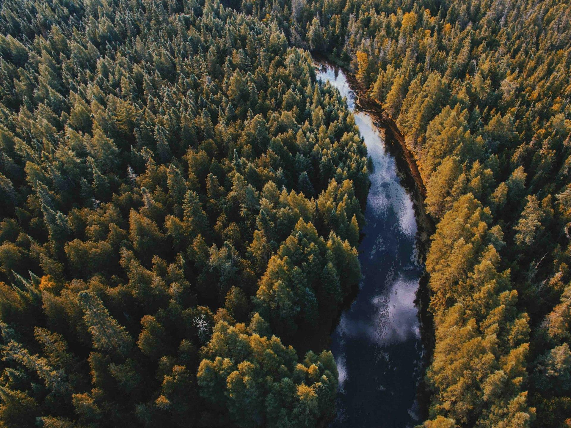 pine tree forest
