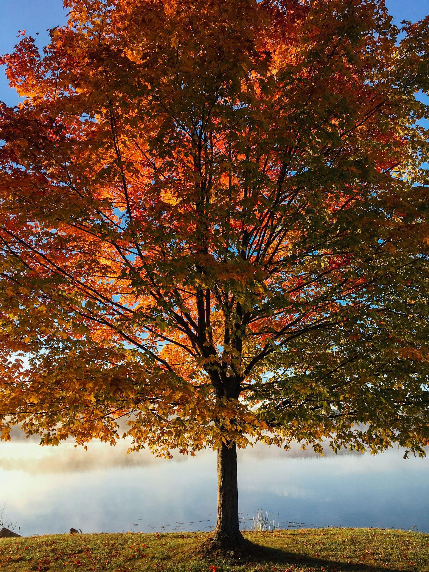 maple tree in fall with green, yellow, orange, and red leaves