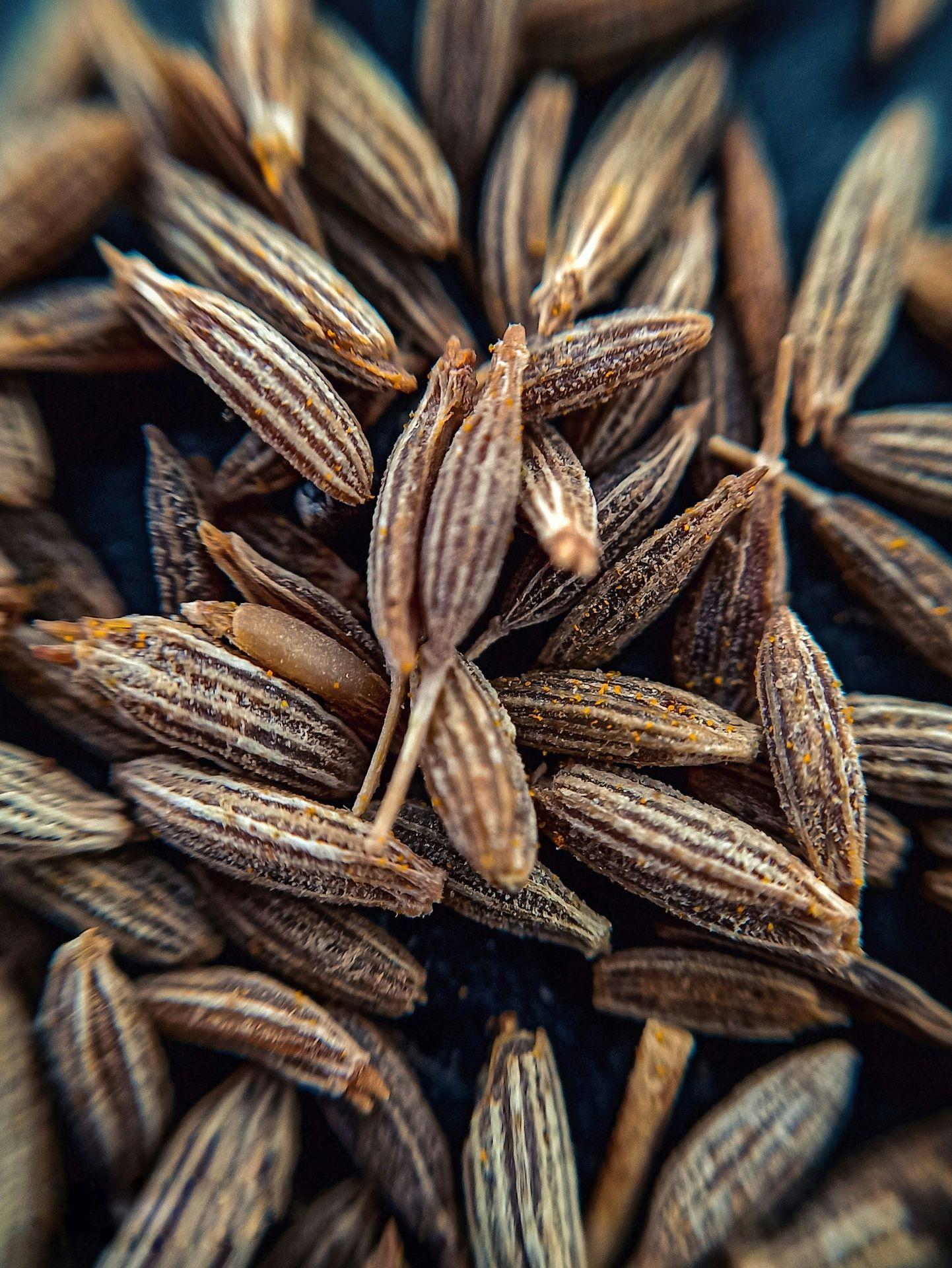 High Vibe Health Cumin from The Garden of Eden