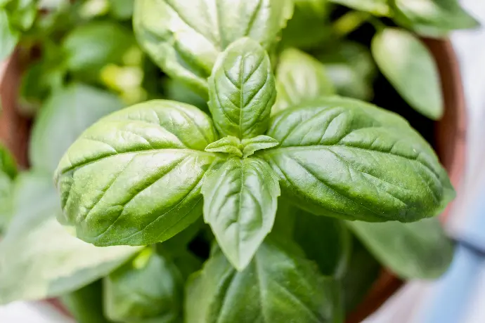 Garden of Eden basil plant