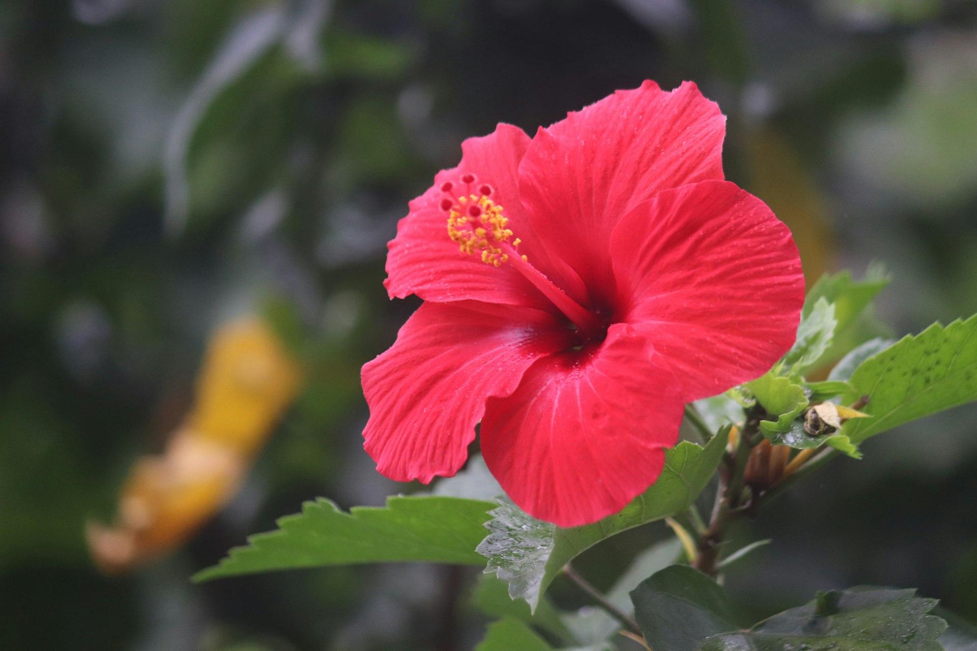 High Vibe Health Hibiscus Flower from The Garden of Eden
