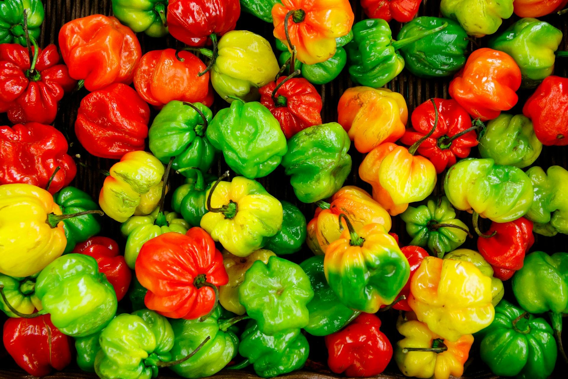The Garden of Eden habañero peppers in different colors of ripeness