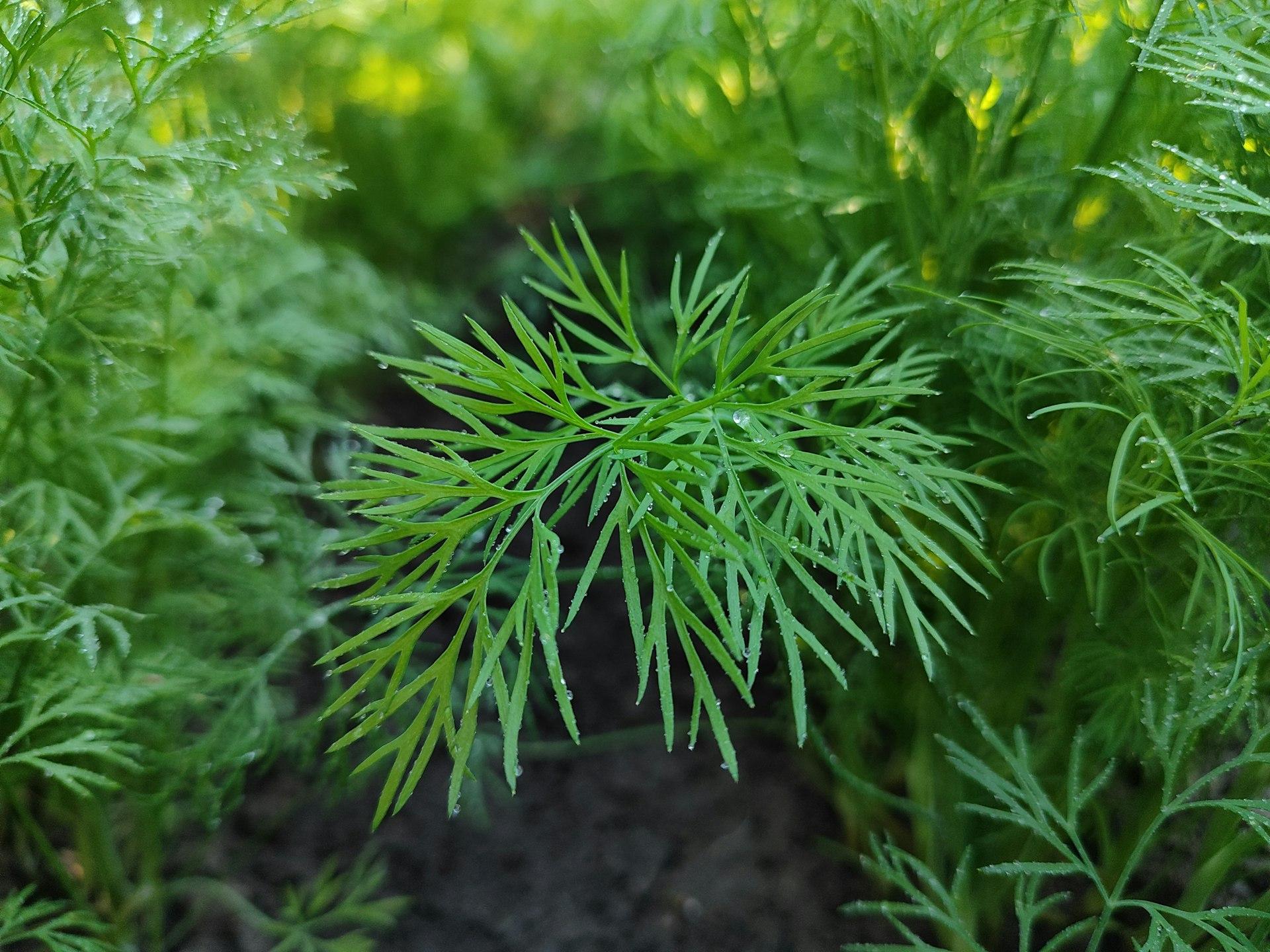 High Vibe Health Dill from The Garden of Eden