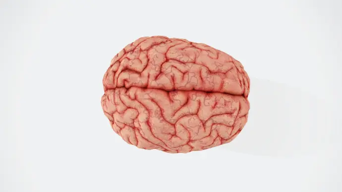 Human brain