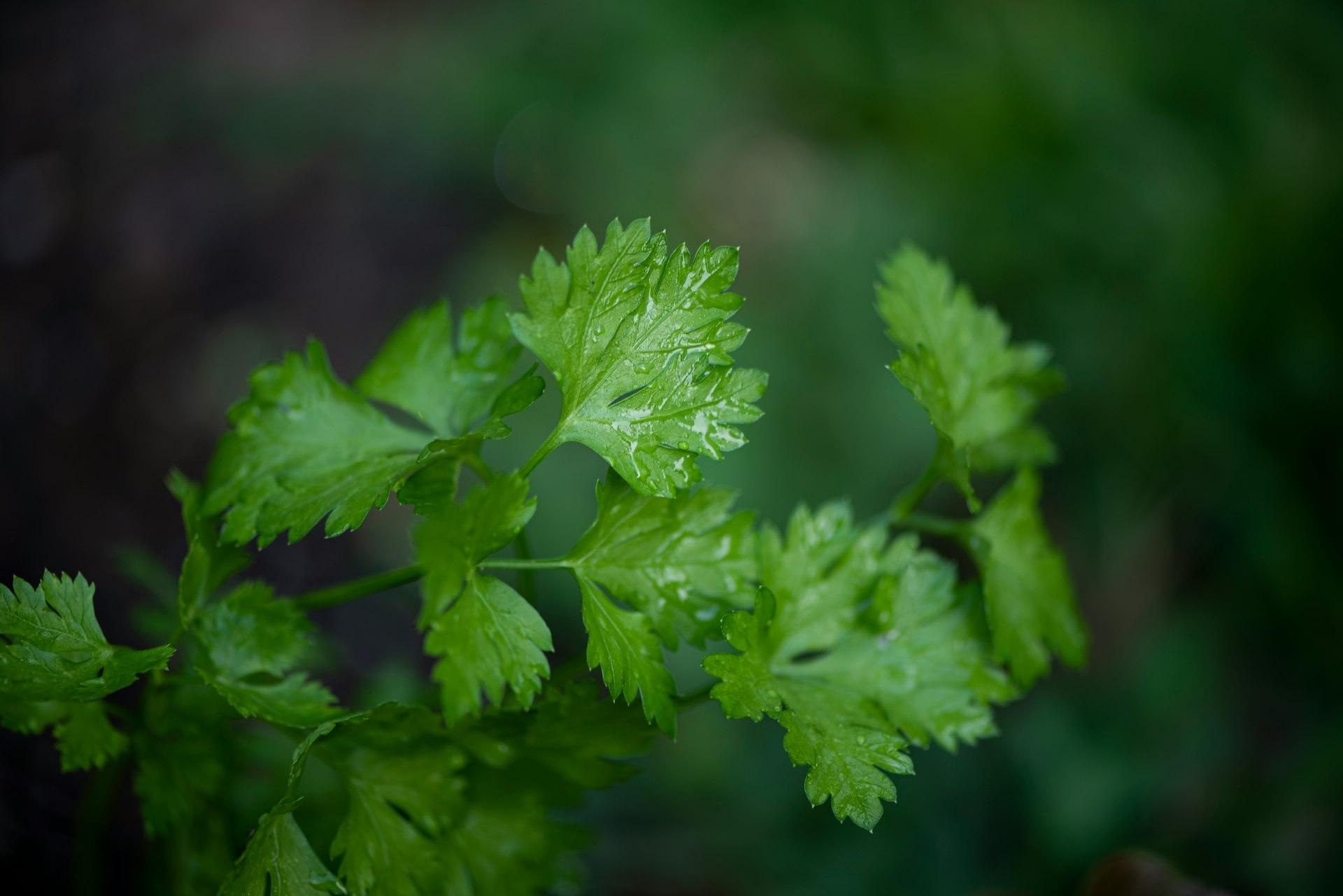 High Vibe Health Parsley from The Garden of Eden