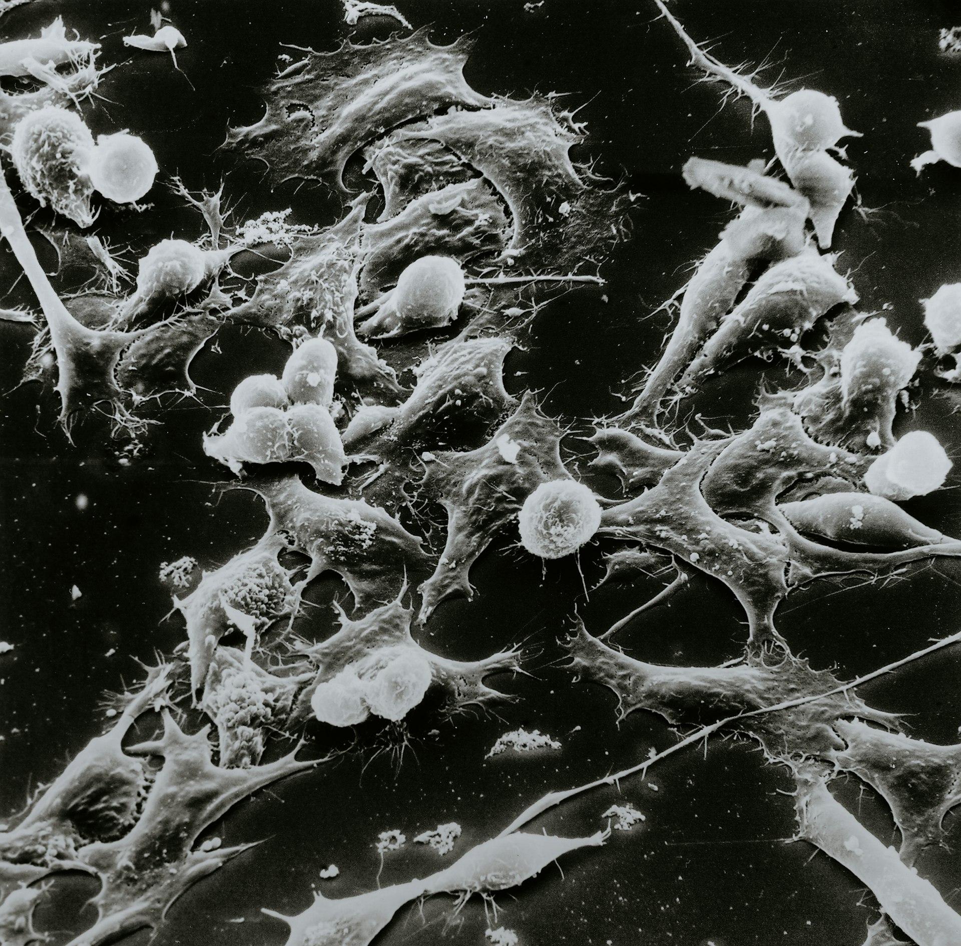 microscopic image