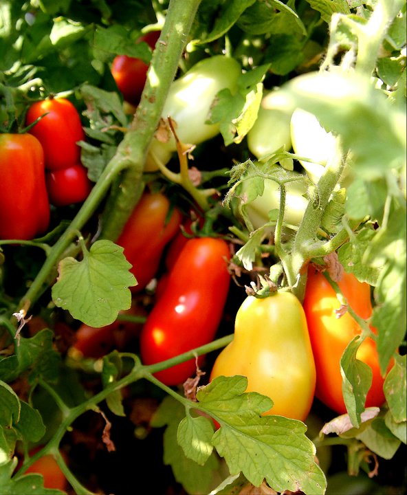Tomato varieties growing in The Garden of Eden
