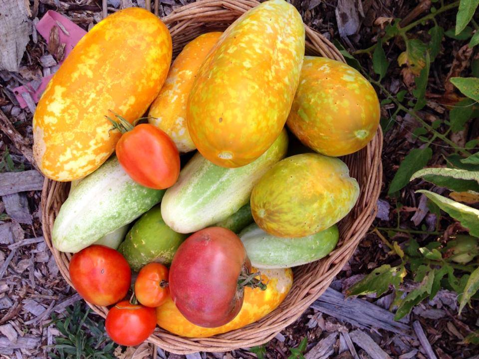 Cucumber and tomato harvest in The Garden of Eden