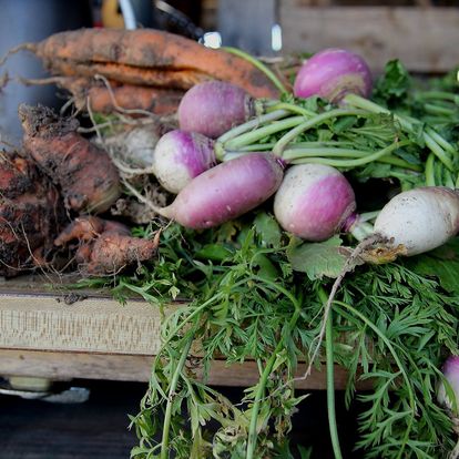 Turnips and carrots and sweet potatoes fresh out of the Earth.
