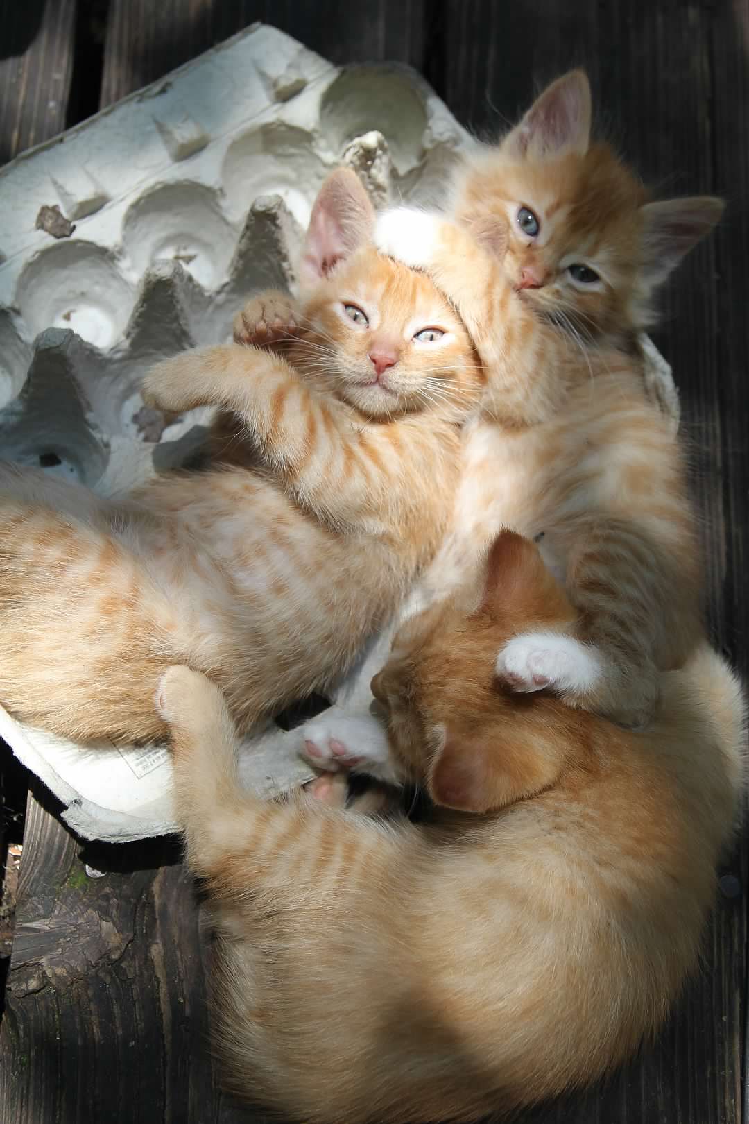 Kittens in an egg crate!