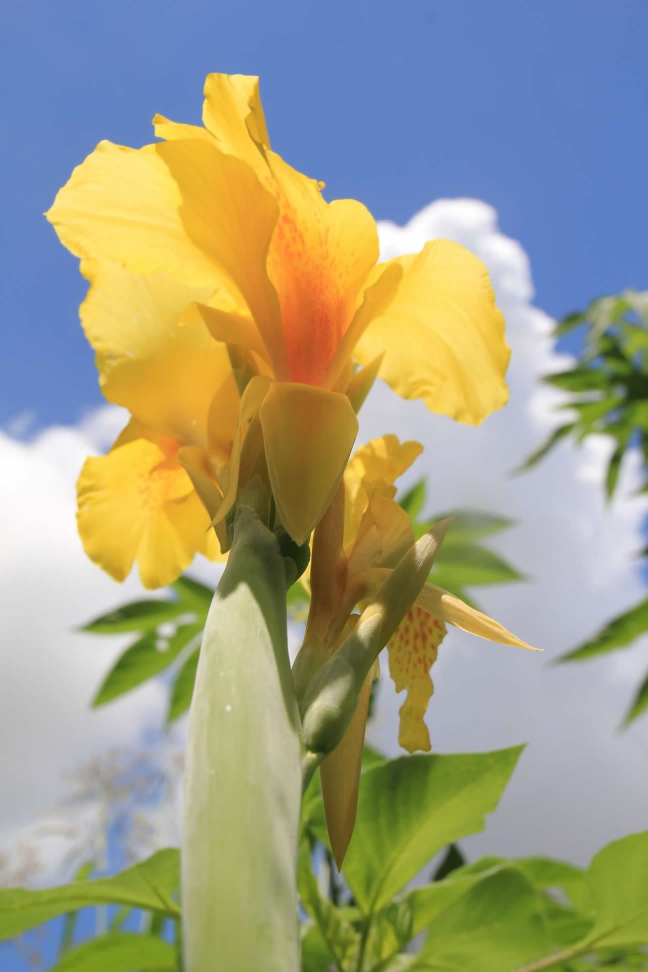 The Garden of Eden yellow iris