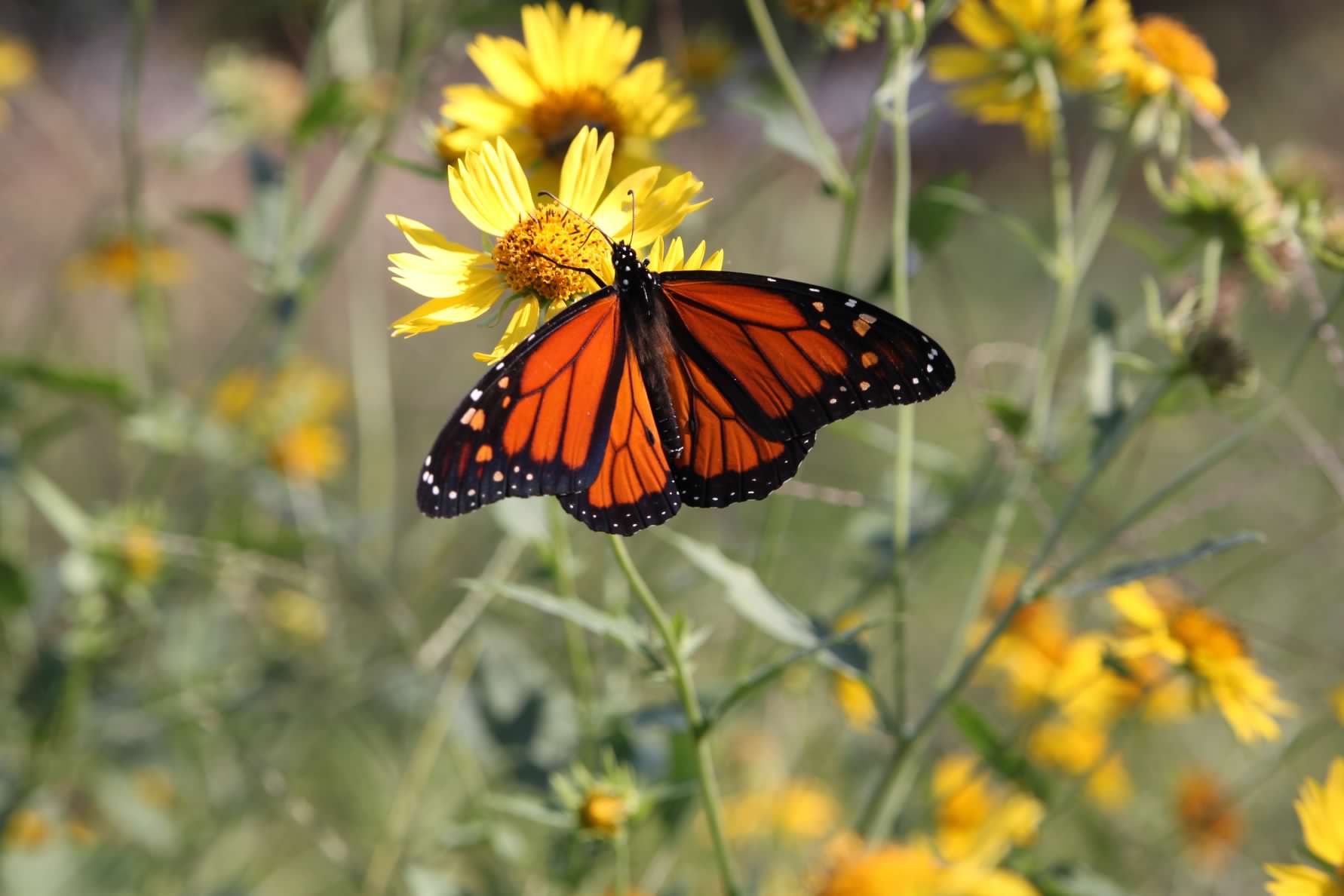 The Garden of Eden monarch butterfly