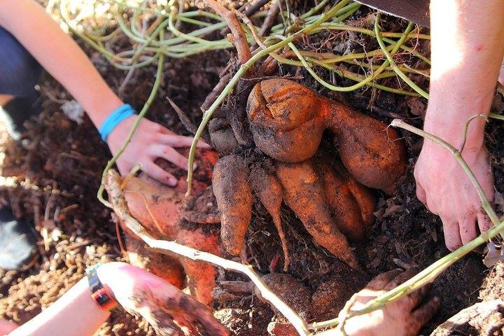 Sweet potatoes growing in The Garden of Eden