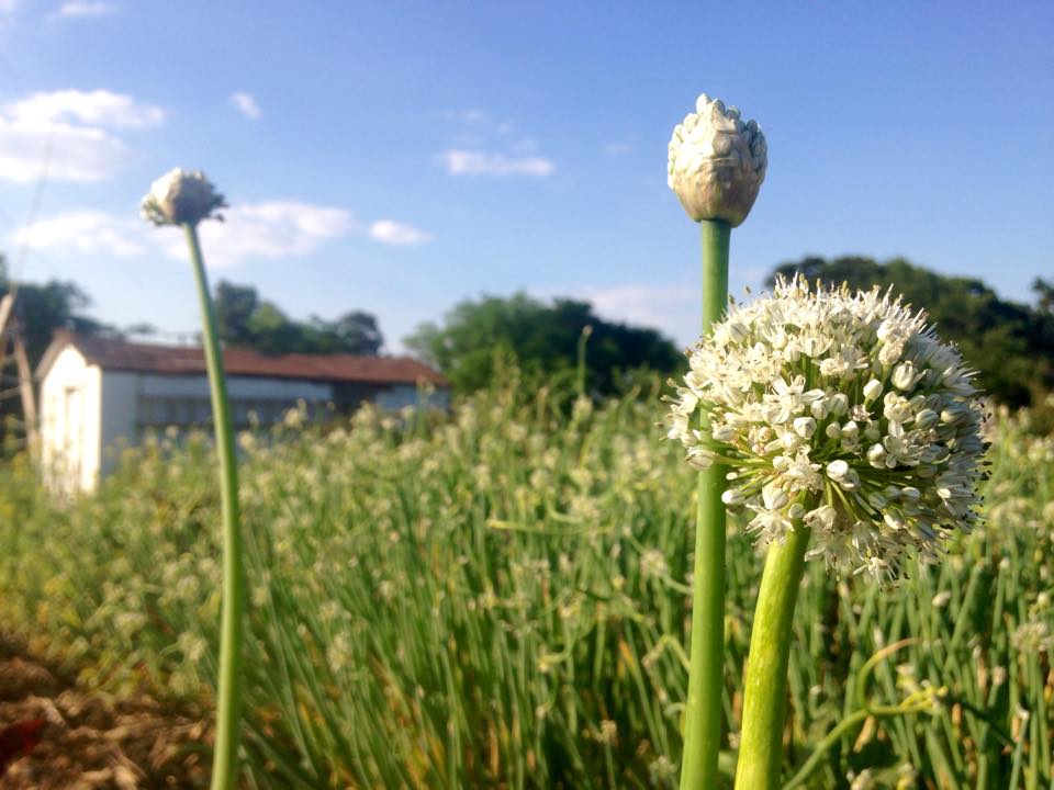 Beautiful onions bloom in The Garden of Eden