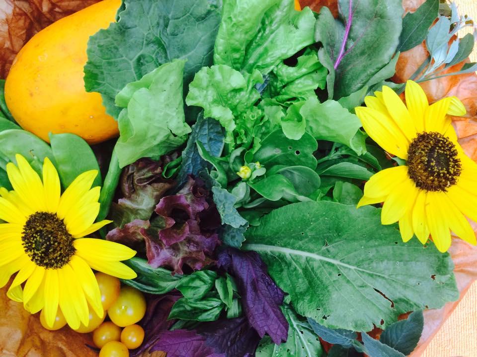 Harvested produce for a salad in The Garden of Eden