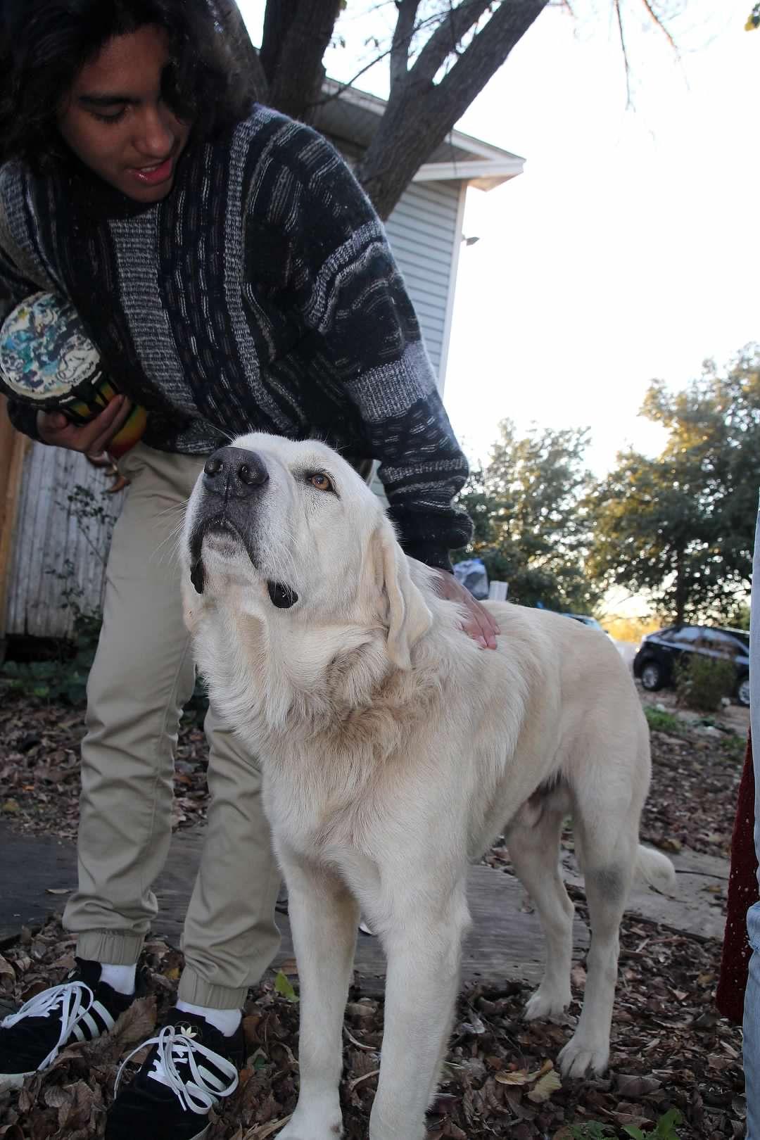 The Garden of Eden animal rescue dog