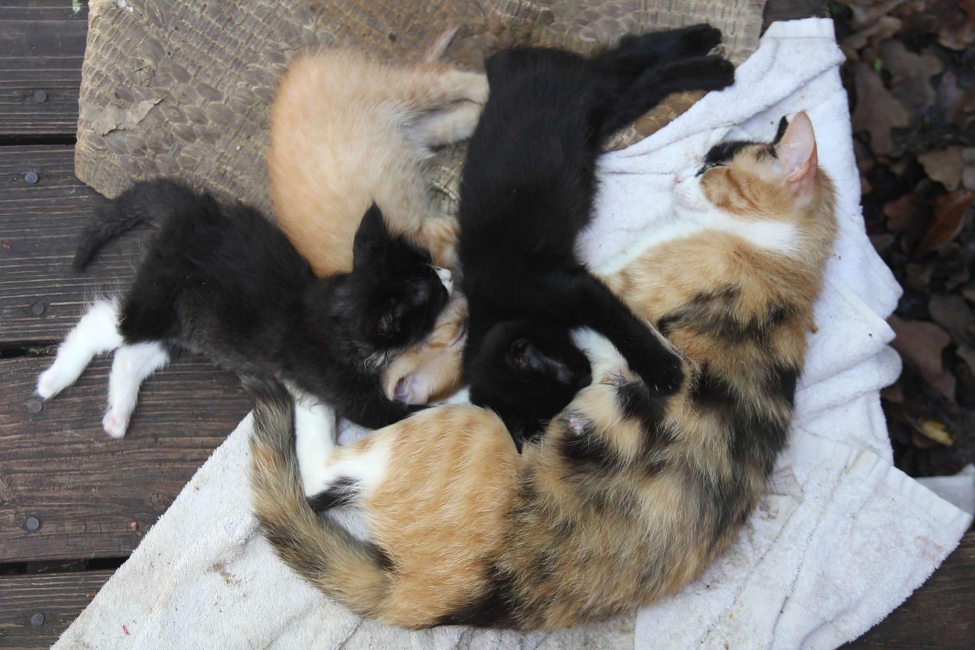 The Garden of Eden animal rescue kitties