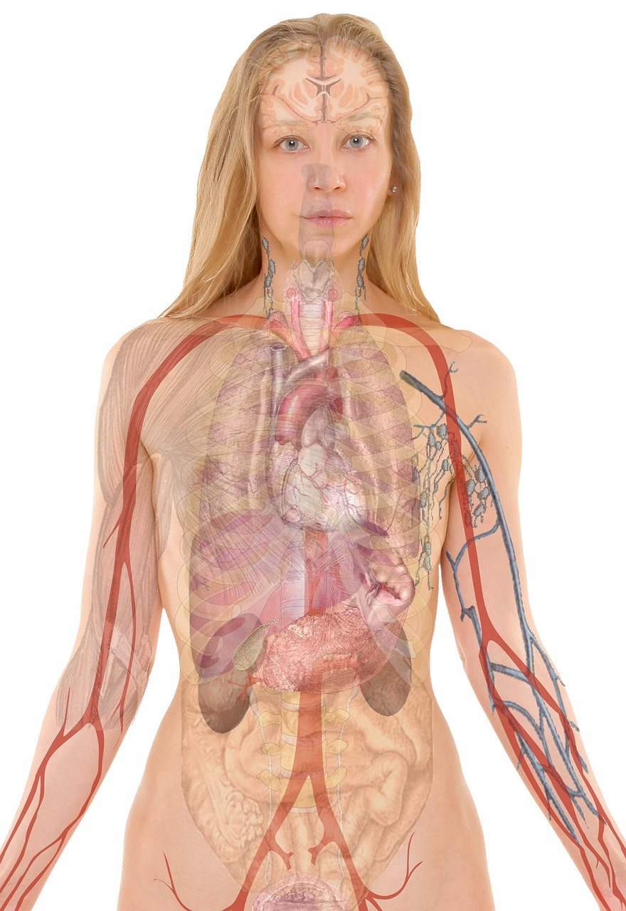 body anatomy