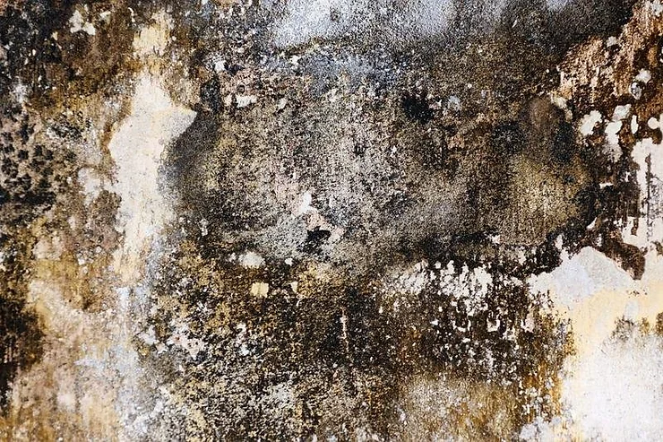 black mold