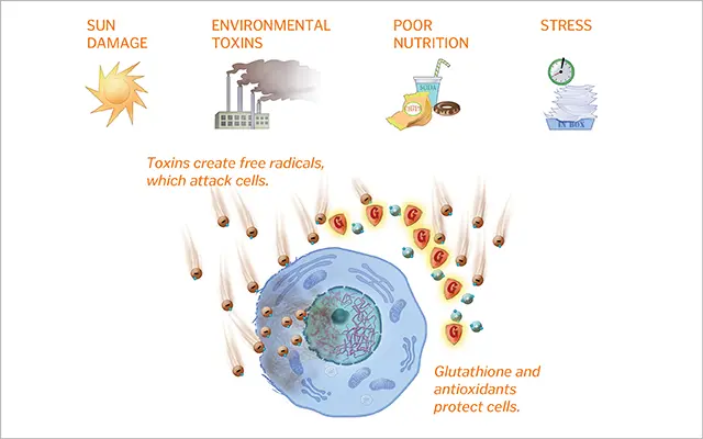 Glutathione protection against free radicals