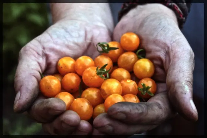 Teeny tiny yellow tomatoes from The Garden of Eden